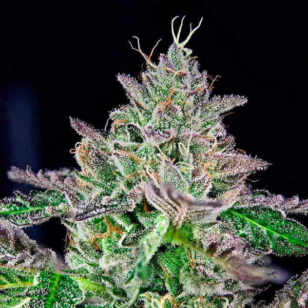 Strawmelon 5 u. fem Limited Edition Grateful Seeds