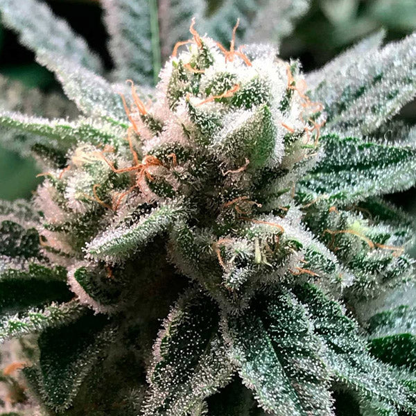 Sublimatore 1 pz. fem R-Kiem Seeds