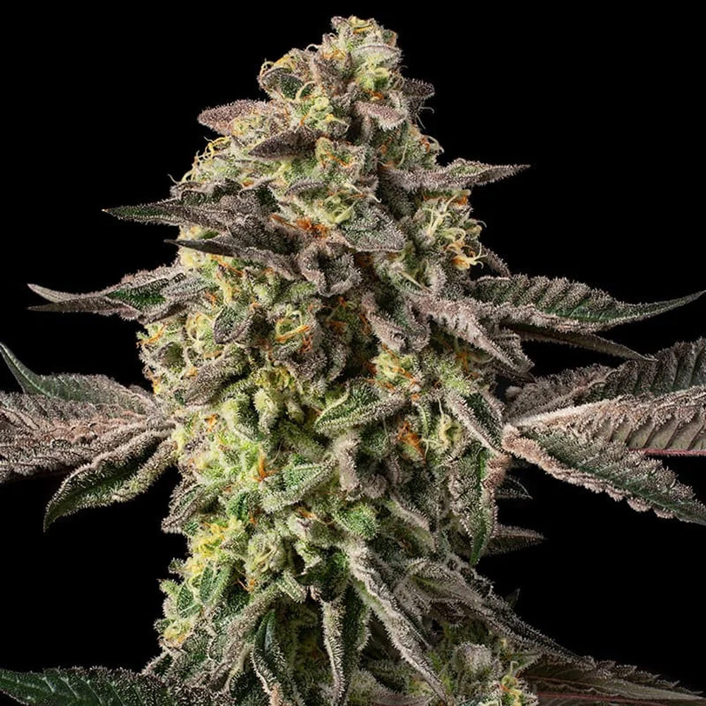 Sugar Rock  5 ud Silent Seeds x Cookies
