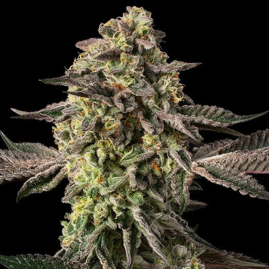 Sugar Rock 10 ud Silent Seeds x Cookies