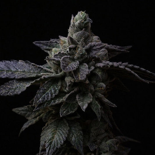 Suguz 3 u. fem R-Kiem Seeds