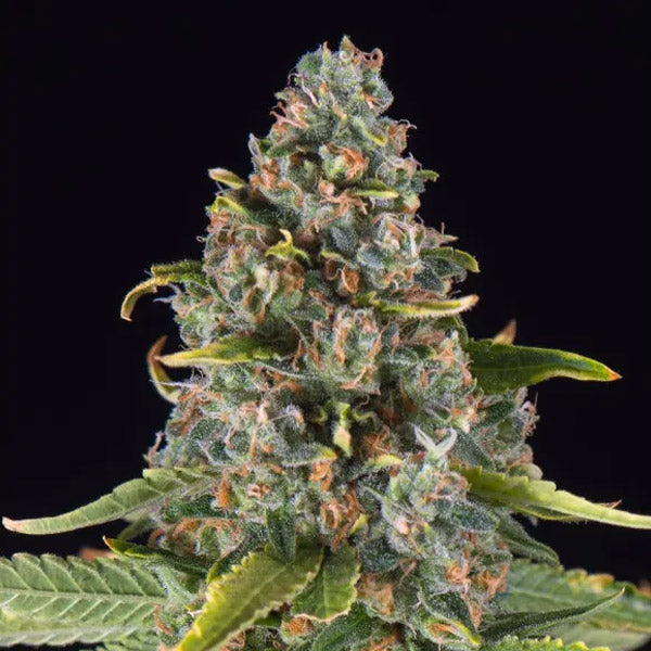 Summer Sweet Triploid   5 u. semi femminizzati triploidi