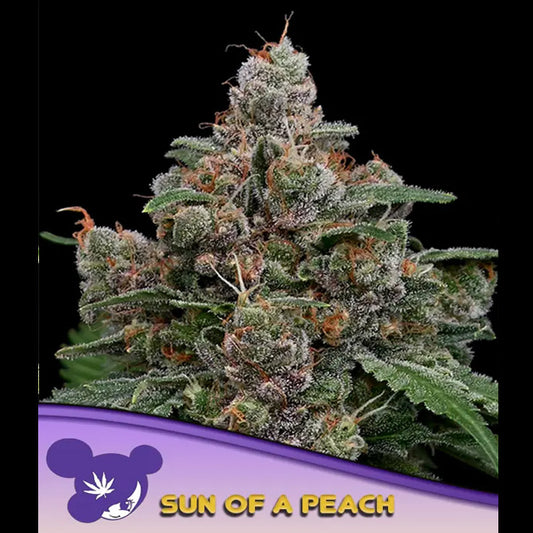 Sun of a peach  5 u. fem Anesia