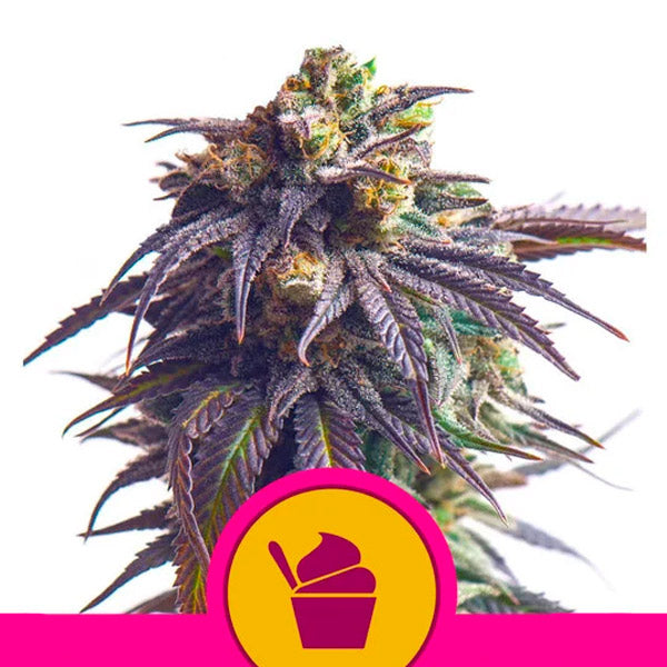 Sundae Driver  1 ud. fem. Royal Queen
