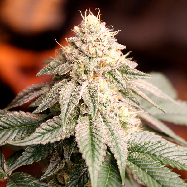 Sunset Bride 10 ud Humboldt Seed Organization