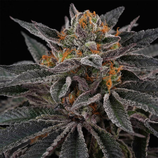 Sunset Cherries 3+1 pc. fem Perfect Tree
