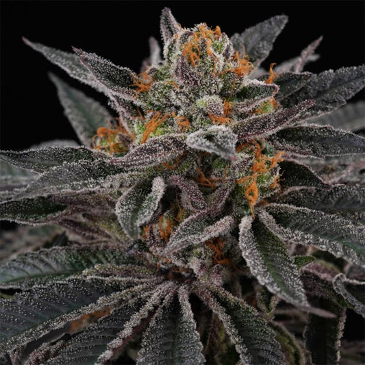 Sunset Cherries 3+1 pc. fem Perfect Tree