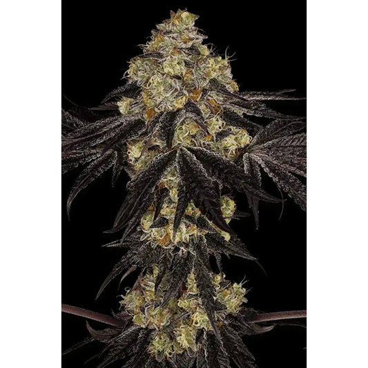 Sunset Paradise 10 u. fem. Paradise Seeds