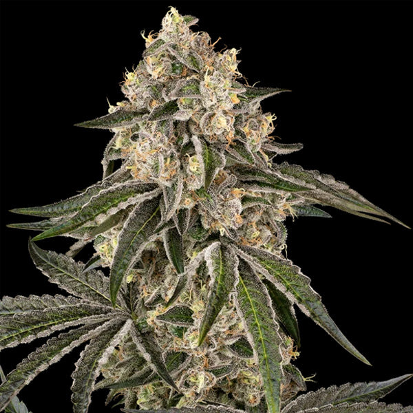 Sunset Peach  5 u.  fem. Sensi Seeds