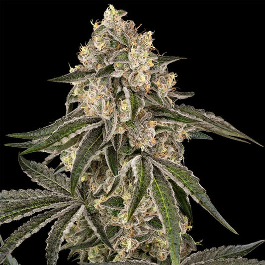 Sunset Peach 10 u.  fem. Sensi Seeds