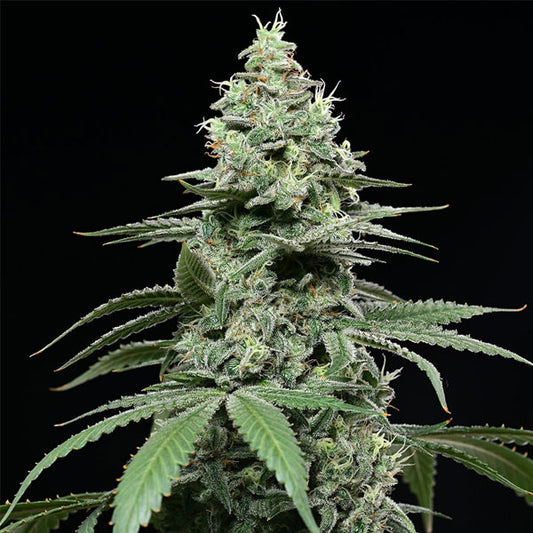 Sunset Pie 3 u. fem Cookies Seed Bank