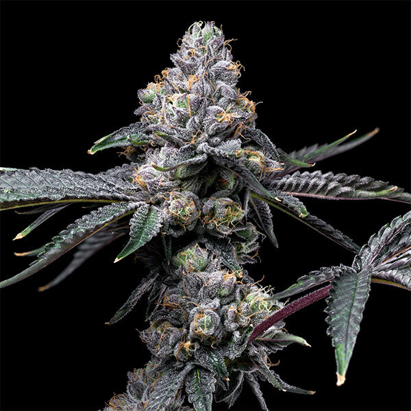 Sunset Sherb X Hollywood 6 u. fem Cookies Seed Bank