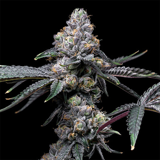 Sunset Sherb X Hollywood 6 u. fem Cookies Seed Bank
