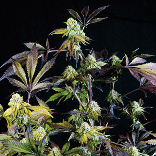 Sunset Sherbet 5 u. fem. Pyramid Seeds