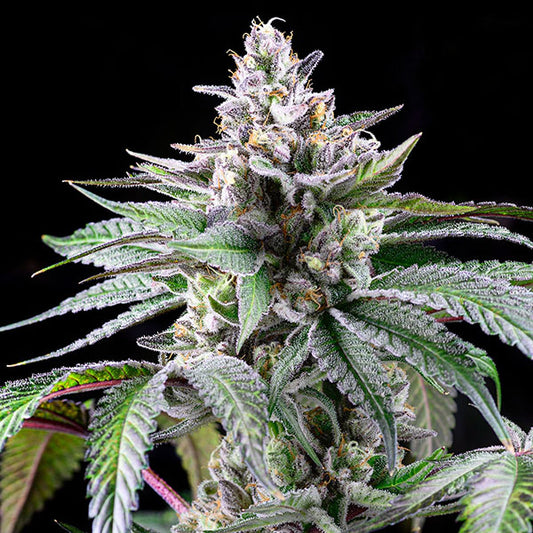 Sunsetz 6 u. fem Cookies Seed Bank