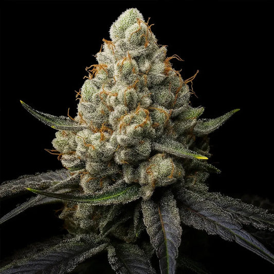 Sunshine Citrus Triploid  10 u. fem Triploid Seeds