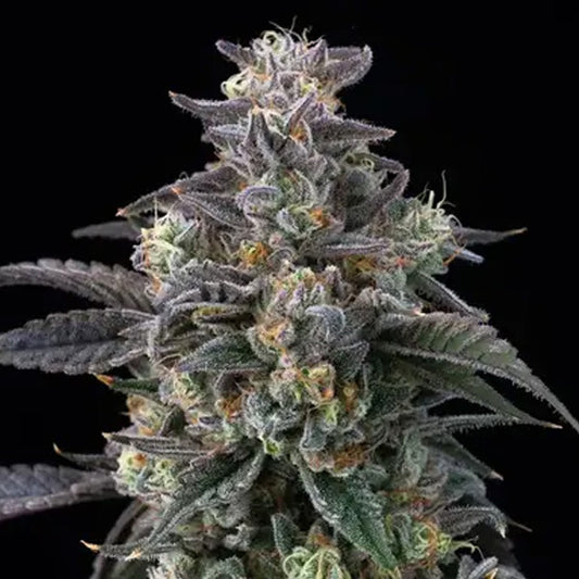 Super Boof  1 u. fem. Barney's