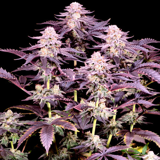 Super Boof  2 u. fem Sacred Terps