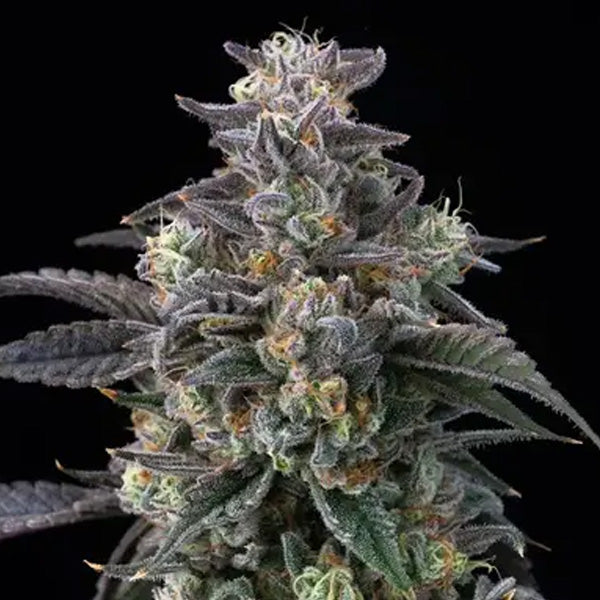 Super Boof  5 u. fem. Barney's