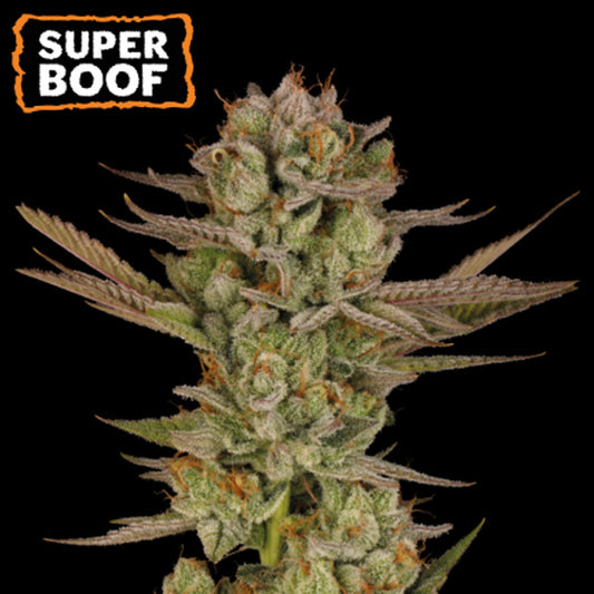 Super Boof  fem. 25 u. Seedstockers Superior