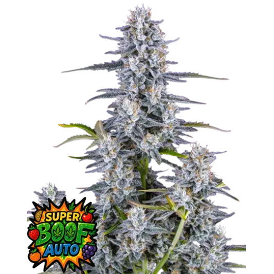 Super Boof Auto 10 pcs. fem. FastBuds Seeds
