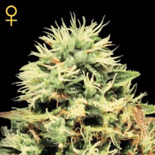 Super Bud 1 pc. fem. Green House