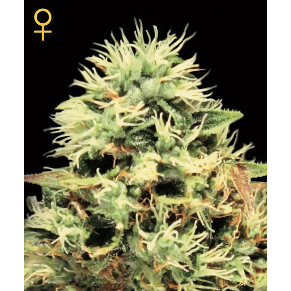 Super Bud 10 female seeds Green House