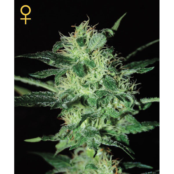 Super Critical 3 u. fem. Green House