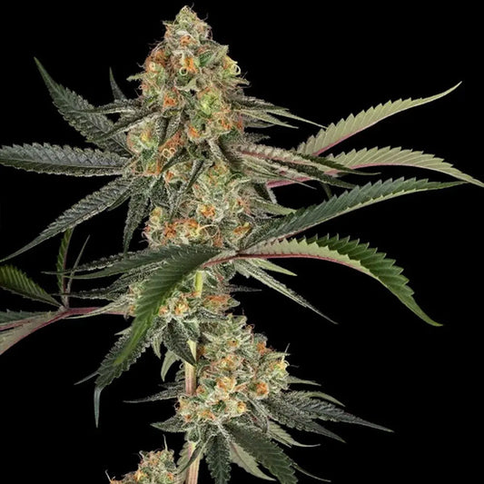 Super Lemon Cherry   3 u. fem. Sensi Seeds