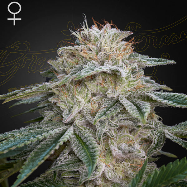Super Lemon Haze x GMO 1 pz. fem. Green House