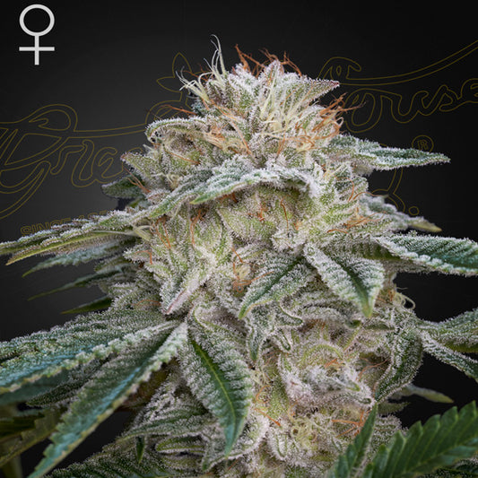 Super Lemon Haze x GMO  3 u. fem. Green House