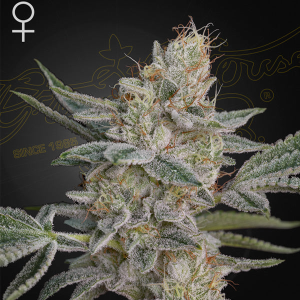 Super Lemon Haze x RS11 -  5 u. fem. Green House