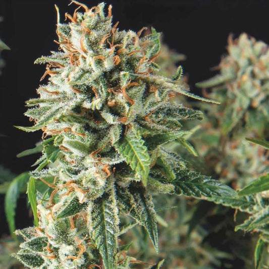 Super OG Kush Fast  5 u. fem. Pyramid Seeds
