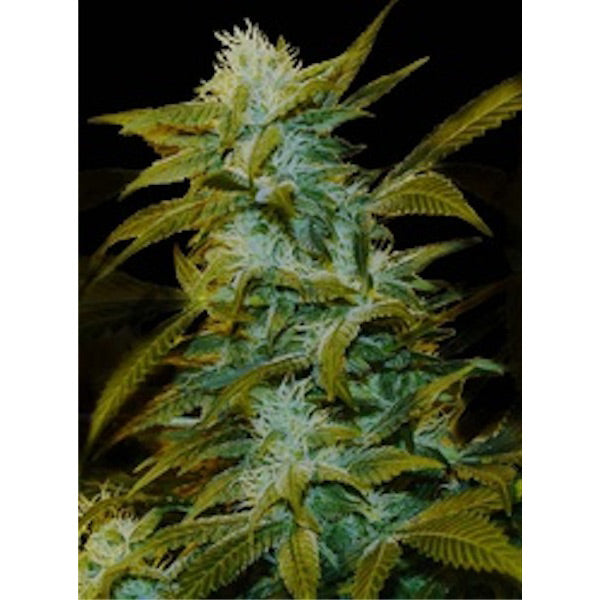 Super Silver Bilbo 5 fem. seeds Genehtik Seeds