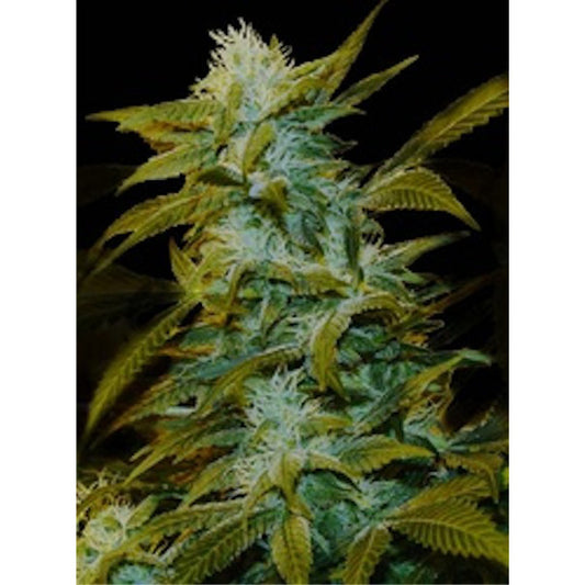 Super Silver Bilbo 5 fem. seeds Genehtik Seeds
