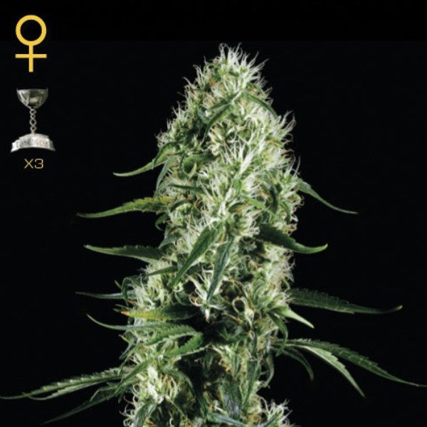 Super Silver Haze 1 pz. femm. Green House