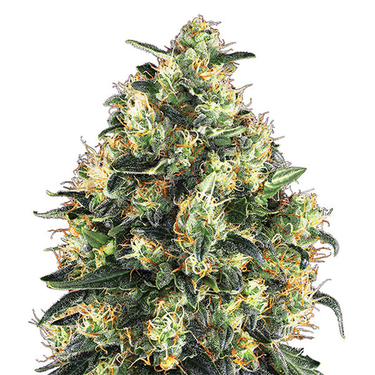 Super Skunk  5 u. fem. Nirvana