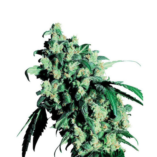 Super Skunk  5 u. fem. Sensi Seeds