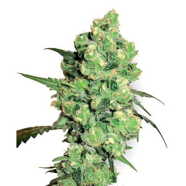 Super Skunk  5 pz. fem. White Label