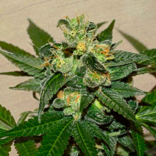 Super Skunk Kush  3 u. fem. Garden of Green Seeds