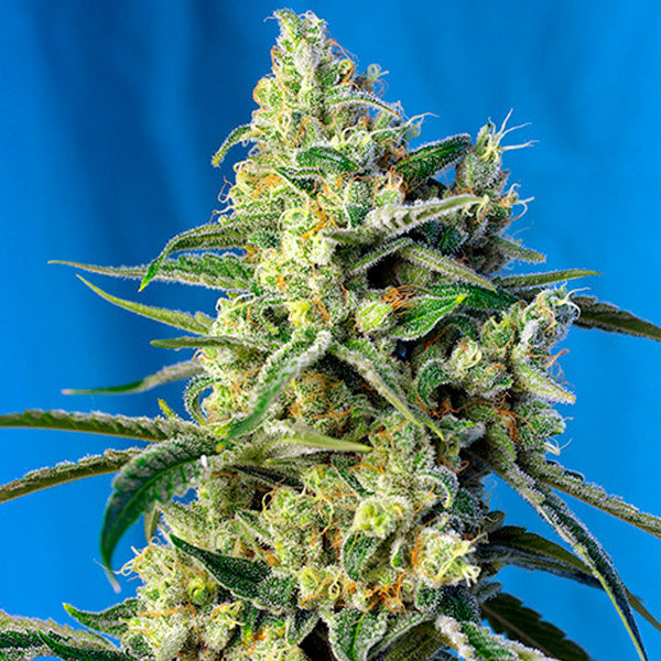 Sweet Amnesia Haze   5+2 u. fem. Sweet Seeds