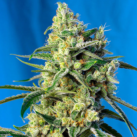 Sweet Amnesia Haze   5+2 u. fem. Sweet Seeds