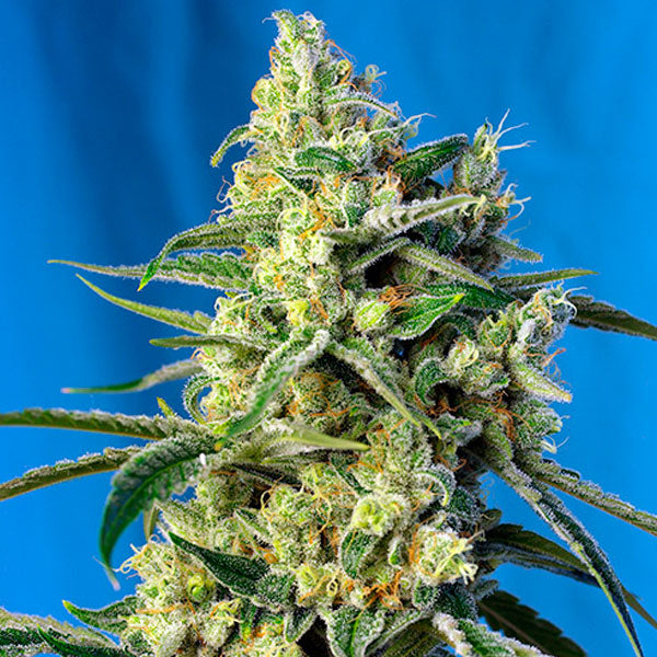 Sweet Amnesia Haze 25 pc. fem. Professionals Bulk Sweet Seeds