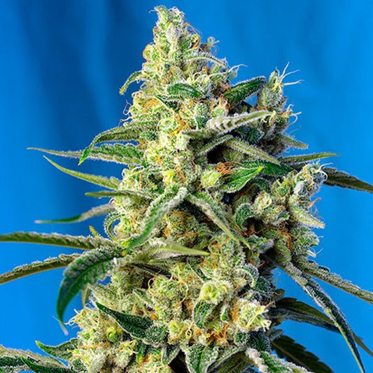 Sweet Amnesia Haze  25 u. fem. Granel Profesionales Sweet Seeds
