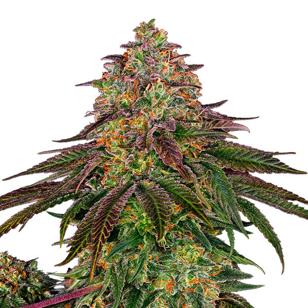 Sweet Cherry Kush  3 u. fem. Sensi Seeds