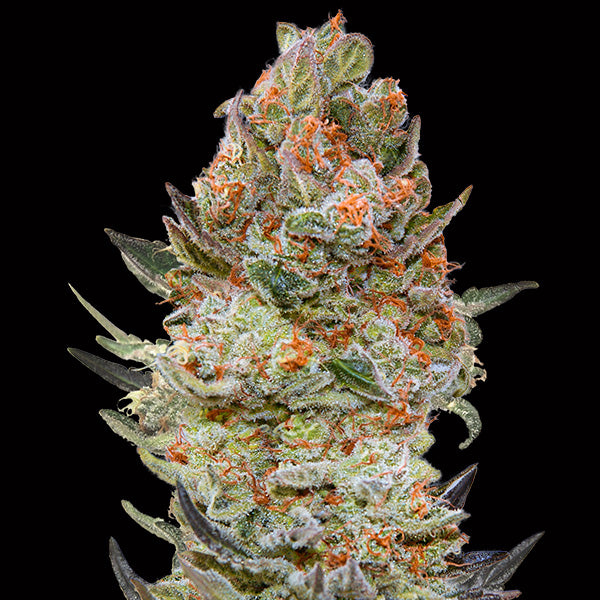 Sweet Critical CBD 3 ud. fem. 00 Seeds