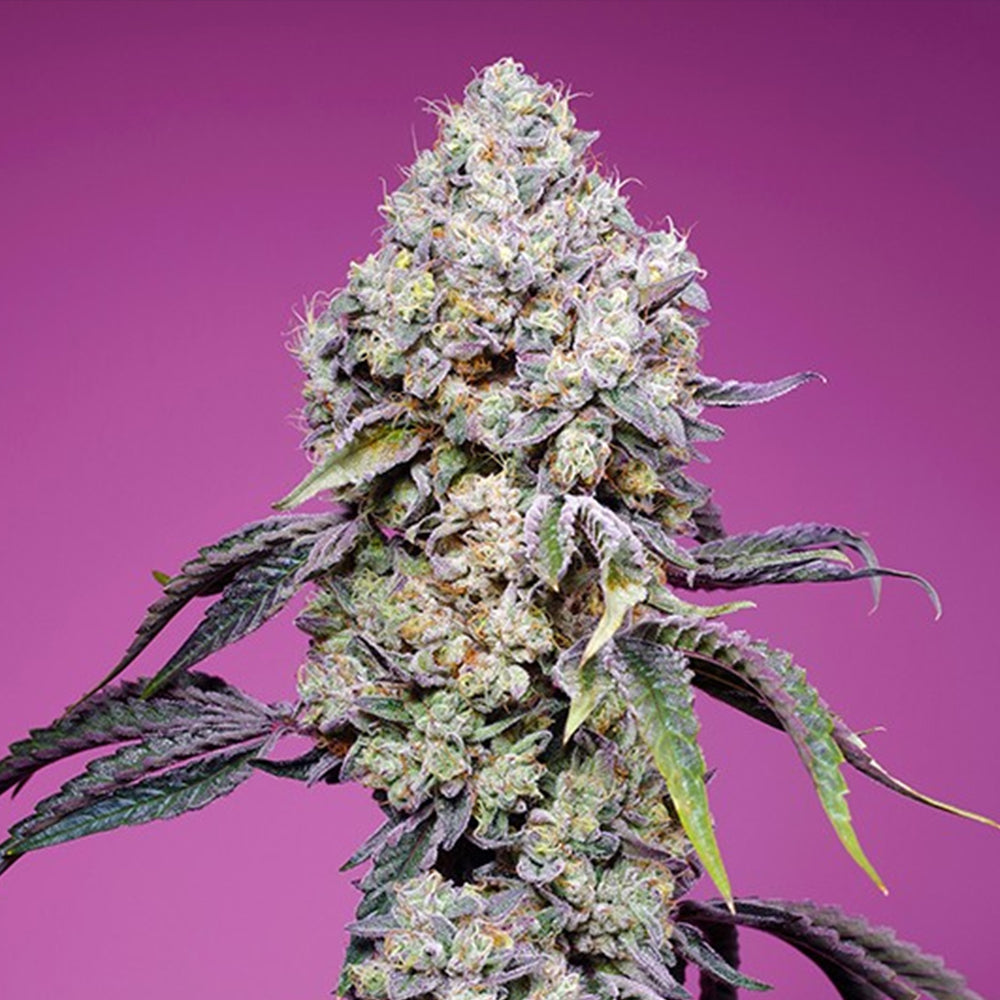 Sweet Mandarine Zkittlez F1 Fast Version 25 pcs. fem. Bulk Professional Sweet Seeds