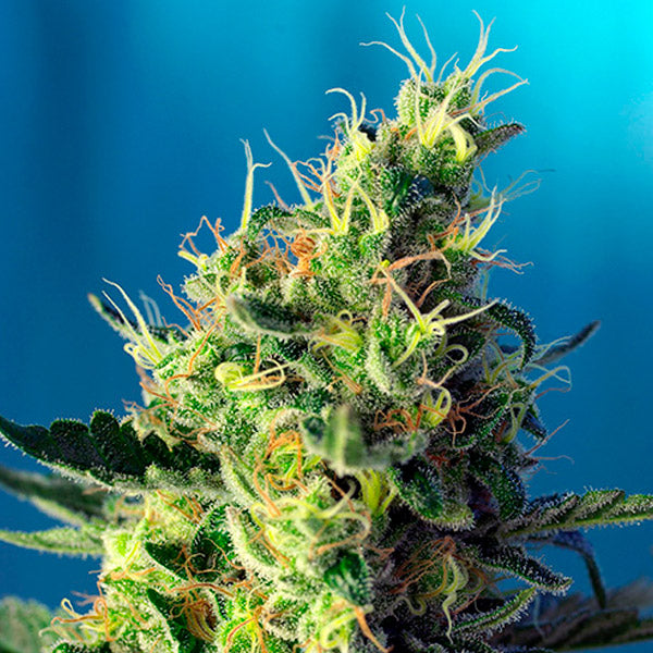 Sweet Pure CBD   5+2 u. fem. Sweet Seeds