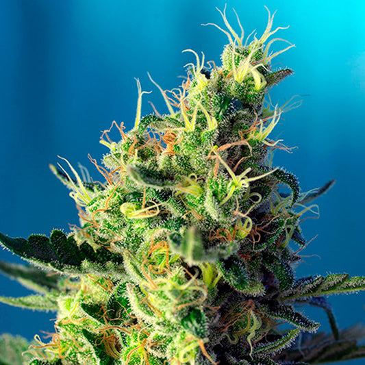 Sweet Pure CBD   5+2 u. fem. Sweet Seeds