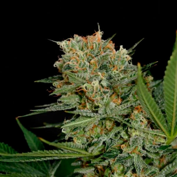 Sweet Russian  1 u. fem. Garden of Green Seeds